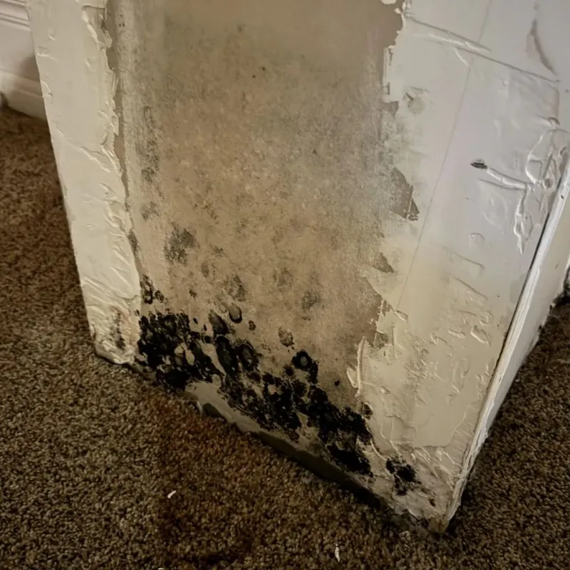 Professional Mold Removal in York County, VA